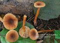 Lactarius obscuratus var.radiatus-amf2176